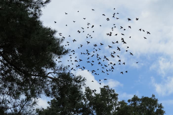 Autumn birds flocking to migrate