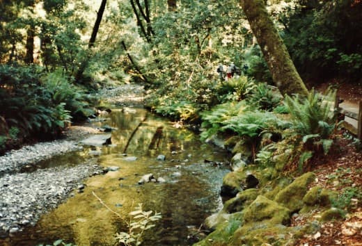 The Redwood Creek in Muir Woods National Monument