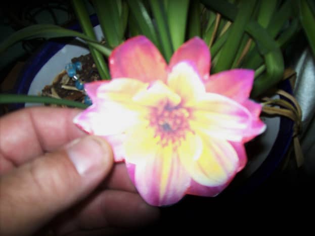 A paper flower laminated to a polymer image - Cosmos