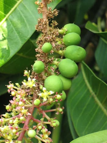 Here's a close-up of flowers and immature fruits on a mango tree.