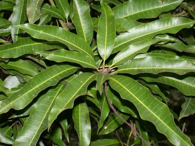 Leaves of the Mango Tree
