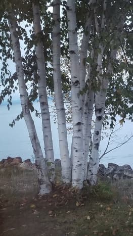 Eight White Birch Trees