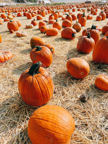 Pumpkins suit the season in both flavor and color. 