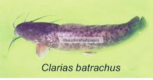 Clarias batrachus