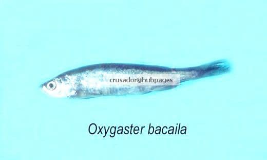 Oxygaster bacaila 