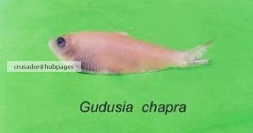 Guludia chapra