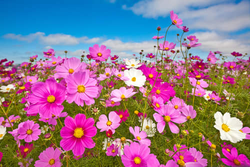 Cosmos in South Africa