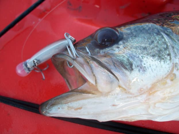 Large Mouth Bass caught on Lake Nina