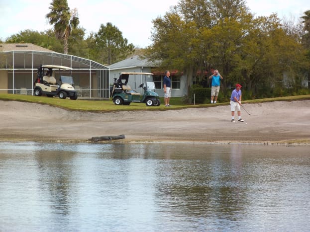Golfers keep a close eye on an alligator while their buddy hits the ball. 