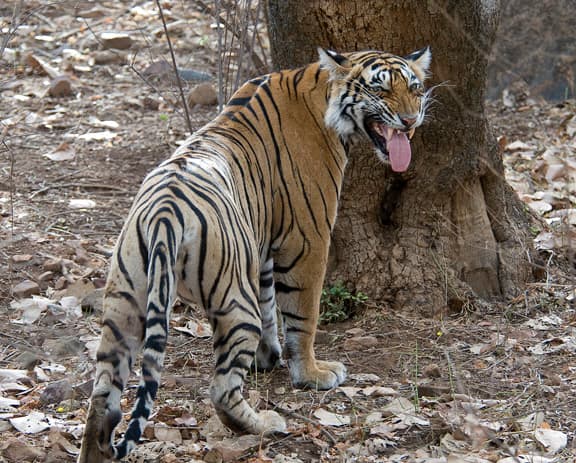 best-tiger-reserves-in-india