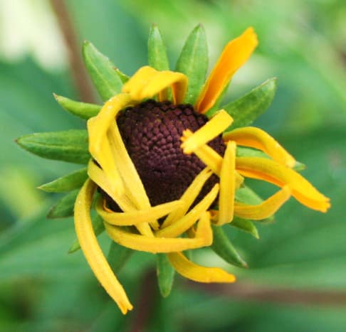 As they slowly unfold, Rudbeckia blossoms look like marzipan creations rather than real flowers.