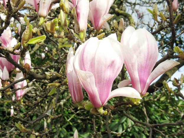 Magnolia blossom in Stanley Park