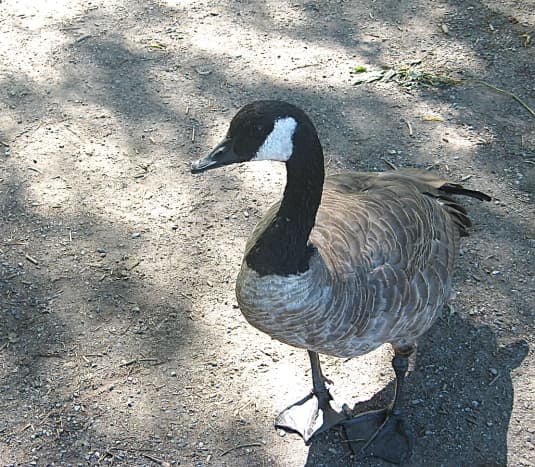 A Canada goose (Branta canadensis)
