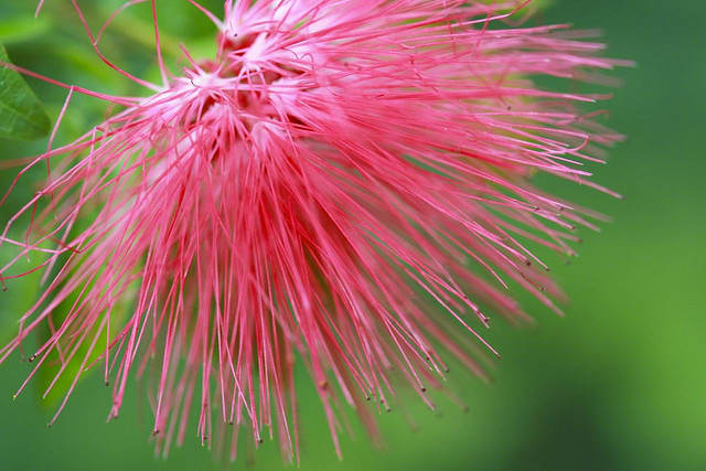 The hairs of the Mimosa are each clearly defined in this image. A flower this beautiful probably never has a bad hair day. Macrophotography allows you to see the little dots of color on the ends.