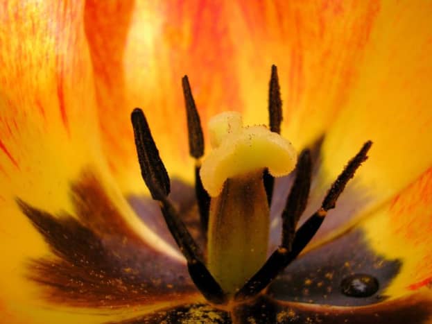 Inside this tulip you can see pollen and a single water drop.