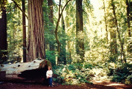 Redwoods National Forest