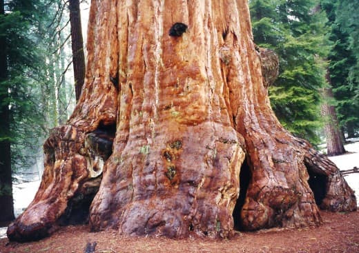 General Grant Tree in Kings Canyon