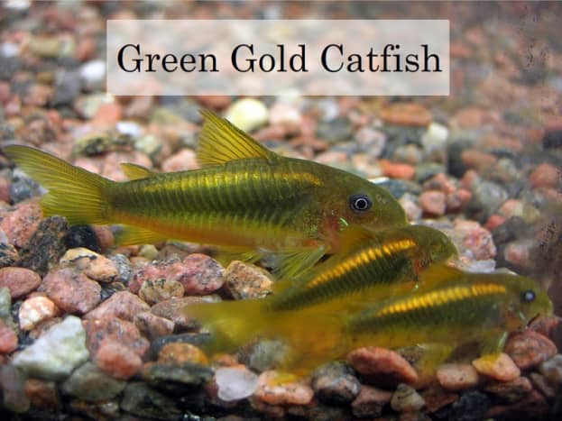 Green Gold Catfish
