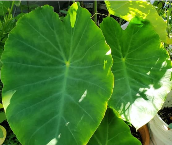 Taro is grown not only for the edible bulbs but for the leaves and stems as well. All parts are often cooked in coconut milk. 