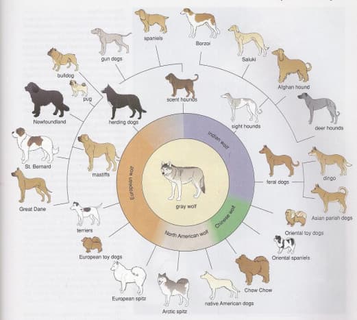 the-domestication-of-the-dog-fox-cattle-and-sheep