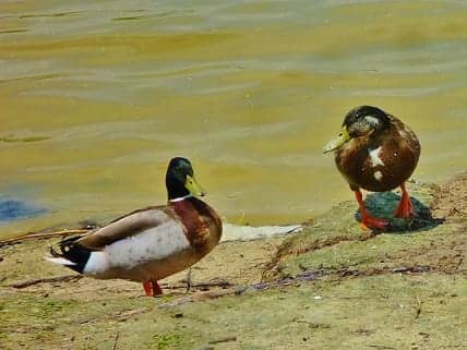 Ducks in Arthur Storey Park 