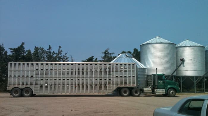 A truck with a livestock trailer made a handy wind block while this bin was under construction.