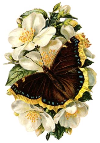 Monarch butterfly on flowers clip art