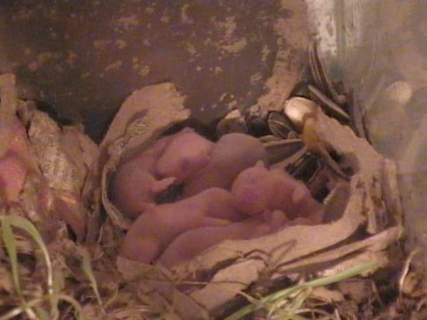 3 days old