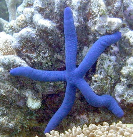 Linckia laevigata (sometimes called the &quot;blue Linckia&quot; or Blue Sea Star) is a species of sea star in the shallow waters of tropical Indo-Pacific.