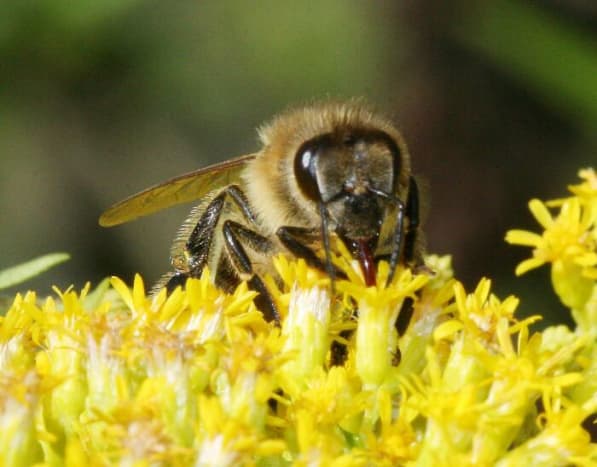 Honey bee on calyx of goldenrod