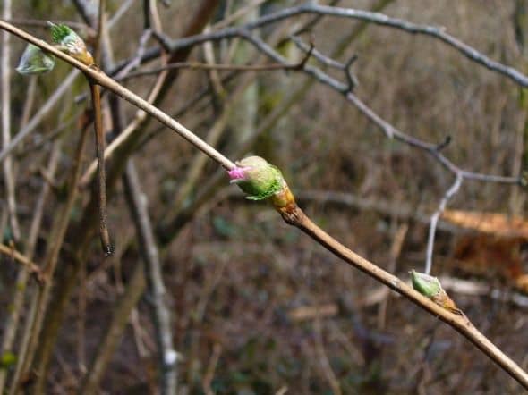 The flower buds are starting to show color when I photographed this salmonberry plant in March