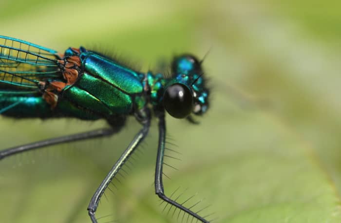 Banded demoiselle damselfly (Calopteryx splendens) - The photographer that took this picture felt that this was the most beautiful insect in his part of the world. The colors are truly breath-taking.