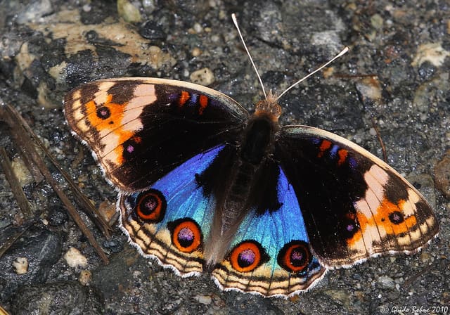 Male Blue Pansy Brushfooted Butterfly