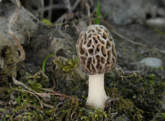 Young Common Morel
