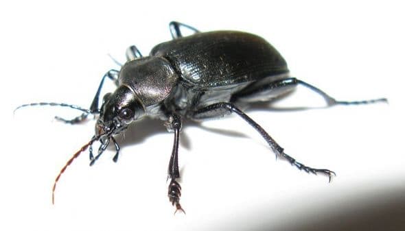 A ground beetle.