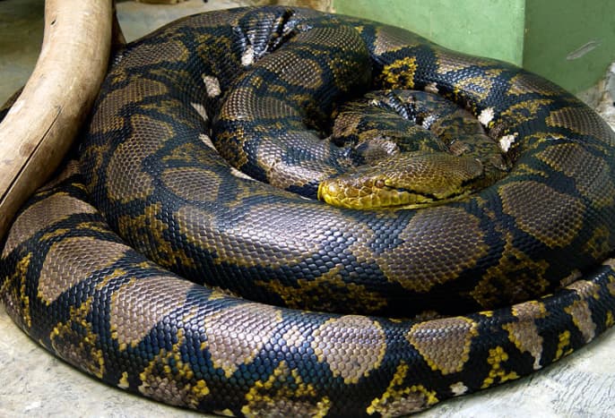 The reticulated python is a non-venomous constrictor
