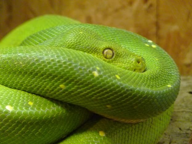 The green tree python is arboreal