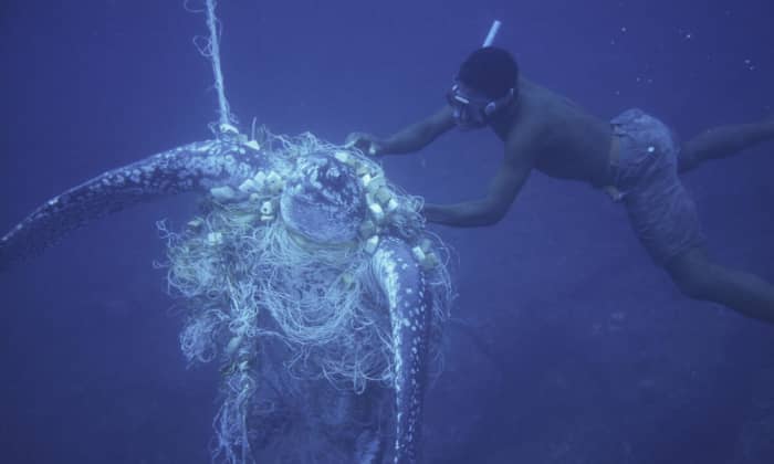Leatherback turtle Bycatch