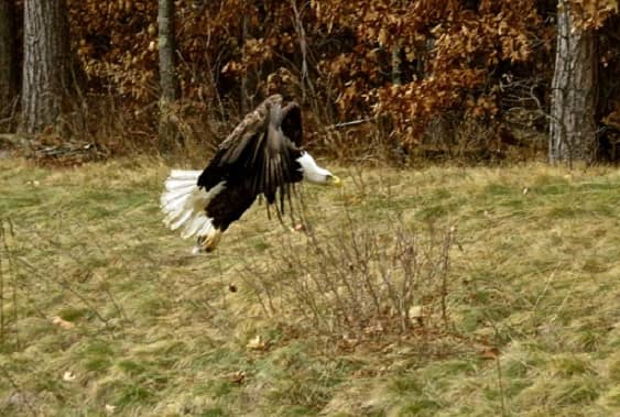 Adult eagle taking off into flight. 