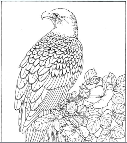 Royalty Free Bald Eagle and Rose Coloring Page: Photo Is Mine