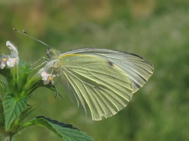 Beautiful capture of a cabbage white butterfly - Public Domain.  You can see more yellow on the undersides of the wings as seen here.  