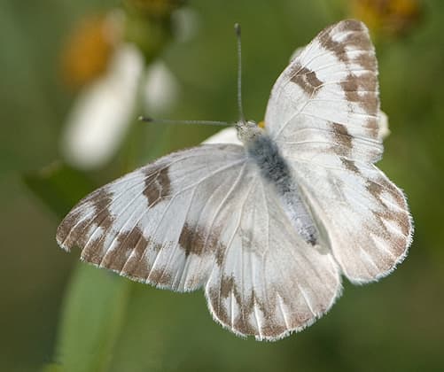 Checkered White - Pontia Protodice  Butterfly.  http://en.wikipedia.org/wiki/User:Magnus_Manske