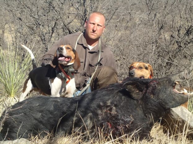 American English Coonhound Hunting Boar