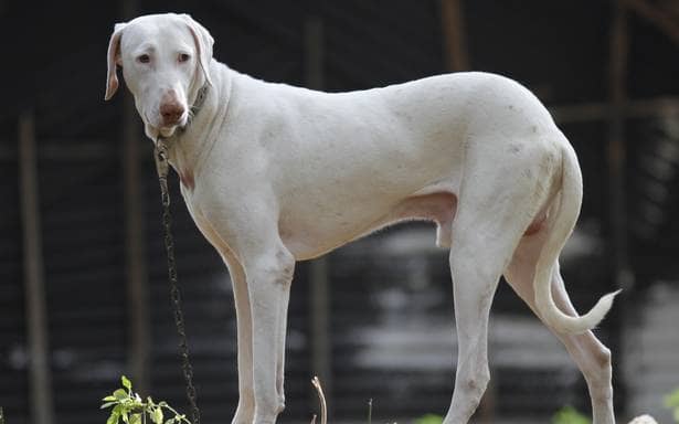 the-best-hunting-gun-dogs-from-india