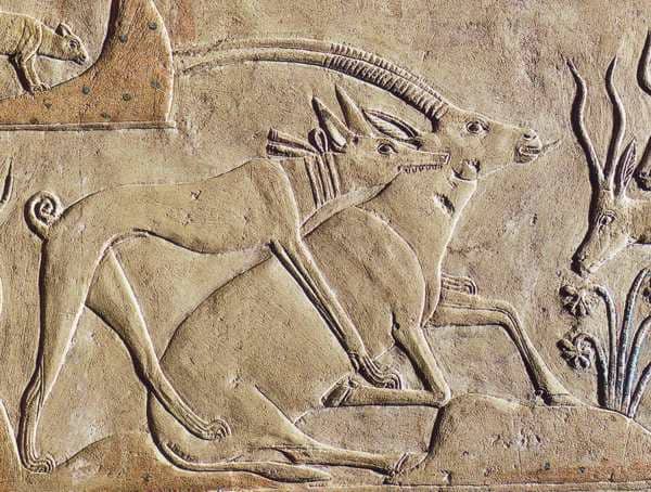 10-ancient-and-wild-dog-breeds