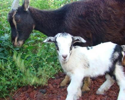 my-pet-goat-trixie