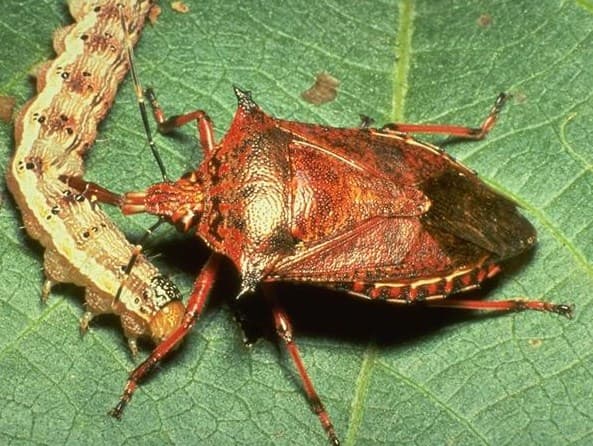 A spined soldier bug is pictured here. Also called spined stink bugs, they prey primarily on caterpillars.