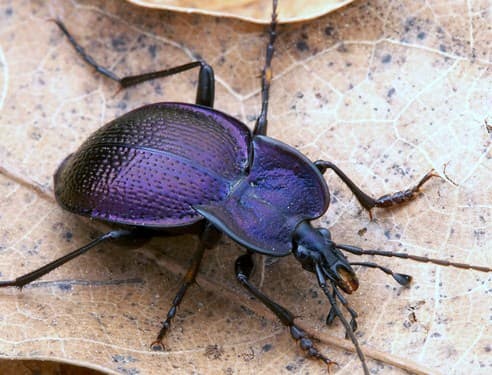 Ground beetles vary in color and shape.