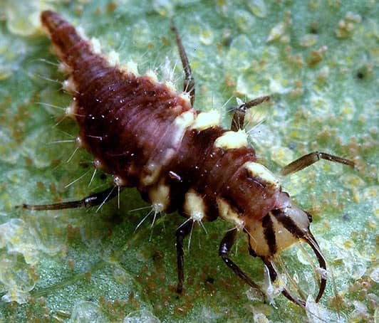 Lacewing larvae are yellow and brown.
