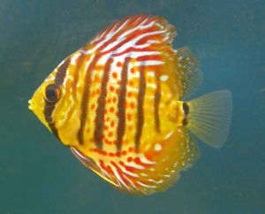 25-best-blogs-covering-aquariums-aquacrists-and-tropical-fish